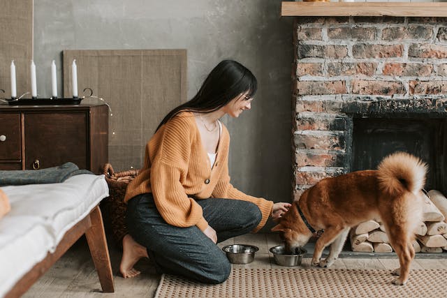 Nourrir son chien une approche équilibrée